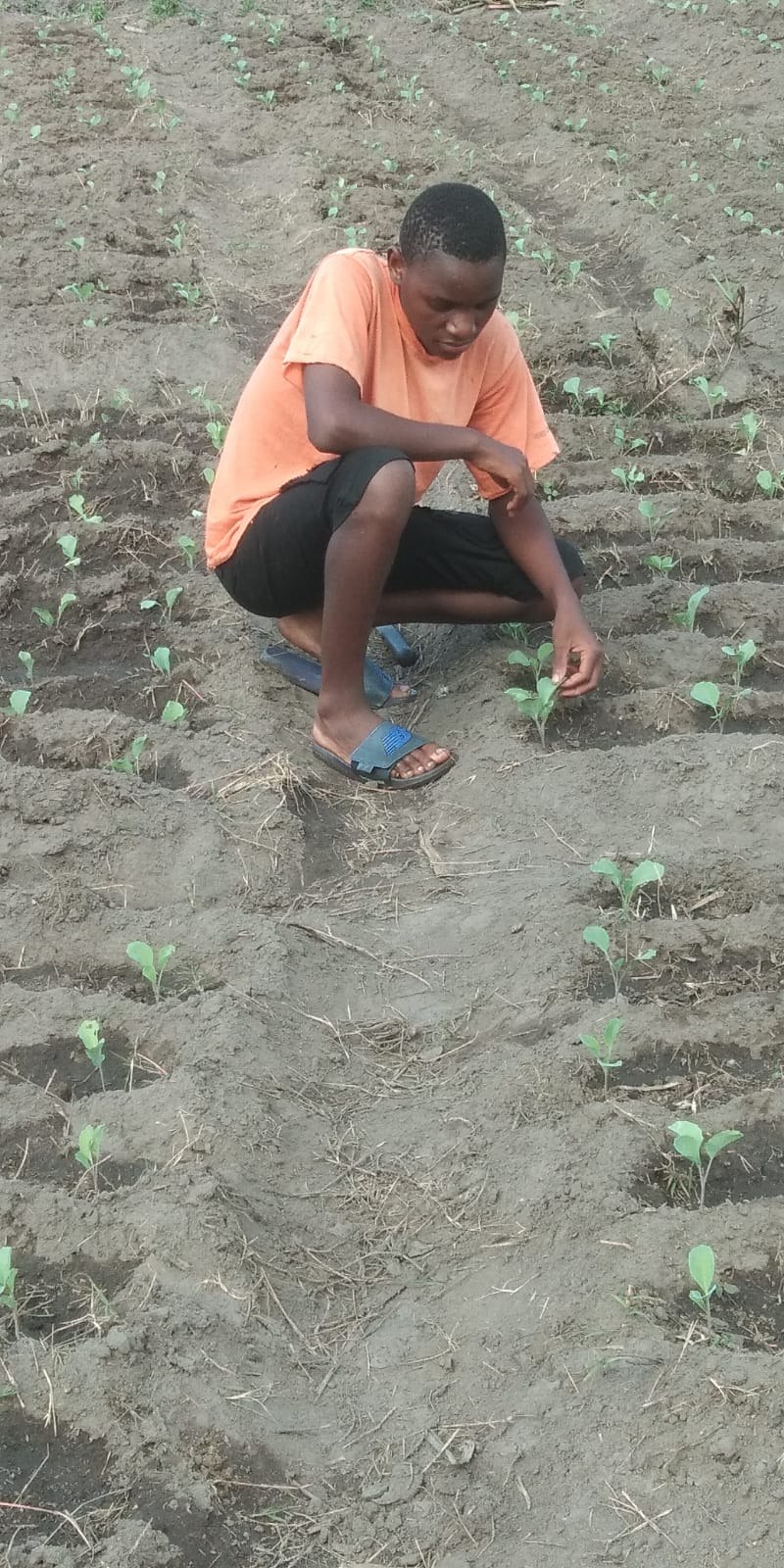 Community member tending young plants in prepared soil