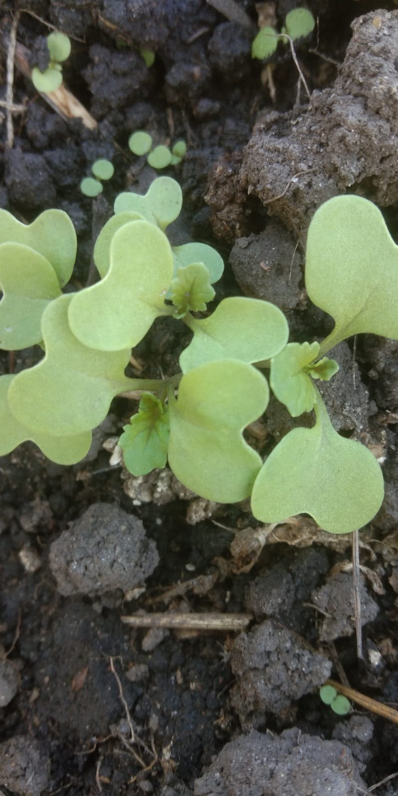 Close view of a young seedling emerging from dark soil